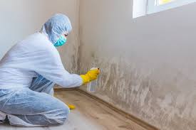 Best Mold Documentation for Insurance Claims  in Clearwater, FL