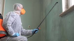 Why You Should Choose Our Mold Remediation Services in Clearwater, FL